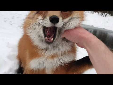 Видео: Алиса - лиса. Играем, весь снег в собственности у ЛиСяо