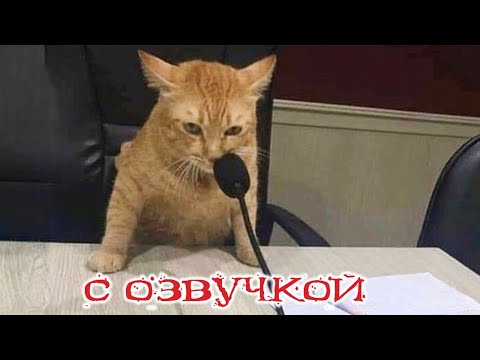 Видео: Приколы с котами! с озвучкой! СМЕШНОЕ ВИДЕО С КОТАМИ И СОБАКАМИ! Смешные животные!