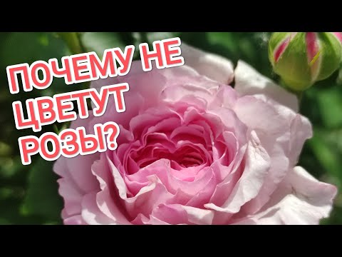 Видео: Почему не цветут РОЗЫ? Что делать?