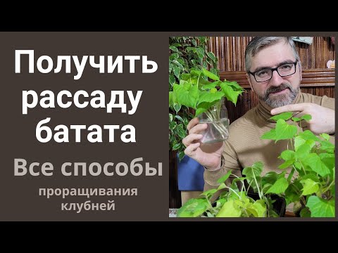 Видео: Как получить рассаду батата.  Все способы проращивания клубня батата