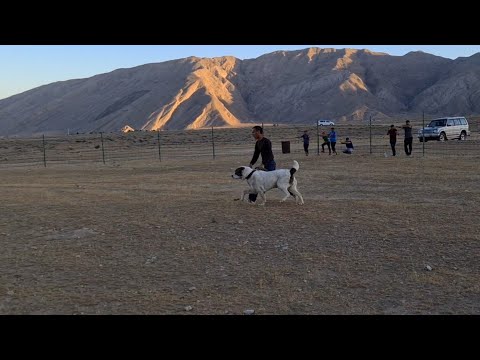 Видео: Турнир Тест Испытаний Балканабад Туркменский Волкодав!