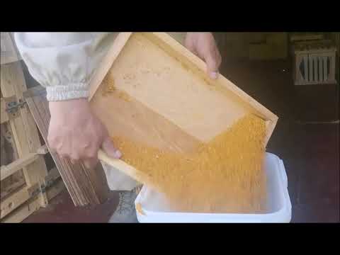 Видео: сбор пыльцы на пасеке Берендей