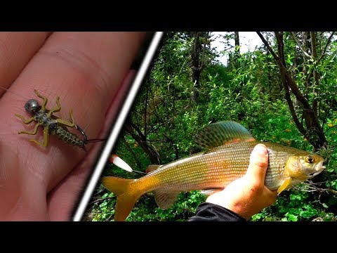 Видео: Тестирование Мушек. Испытание Новых Лапок Веснянки. Горная Река.