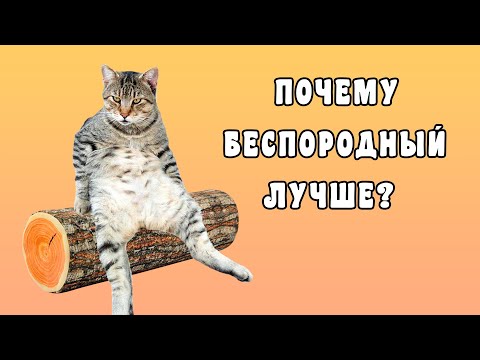 Видео: Почему Беспородная Кошка Лучше Породистой? 8 убедительных аргументов.