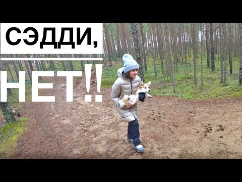 Видео: ЧТО СЛУЧИЛОСЬ В ЛЕСУ.. 😨на природе с 2 КОРГИ | VLOG