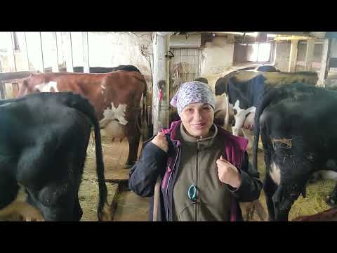 Видео: Суточный удой моих коров Сколько корова даёт молока