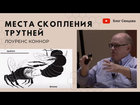 Видео: МСТ - Места скопления трутней и поведение пчел при спаривании. Лекция Лоуренса Коннора (США)