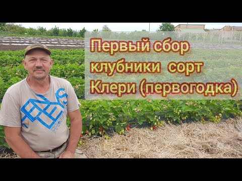 Видео: Сорт клубники Клери первый сбор