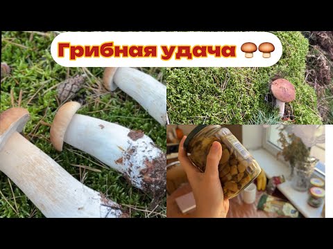 Видео: Vlog:Грибной бум. Моховики, маслята, белые 😱😱