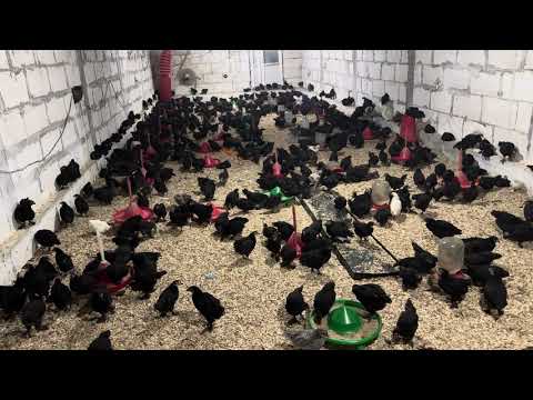 Видео: МАНА ЖОЖАЛАРИ ЙАХШИ БОП КОЛДИ