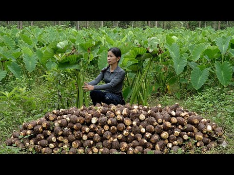 Видео: Сбор таро – рытье прудов и забота о диких утках тронули всех