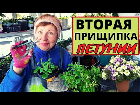 Видео: ПЕТУНИЯ вторая прищипка и последующие обрезки. Зачем так кромсать петунию?