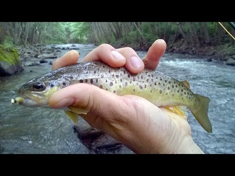 Видео: Риболов на пъстърва с нимфа