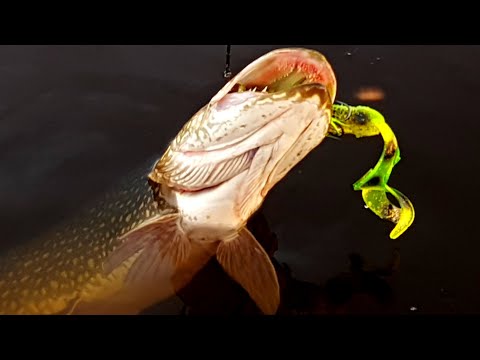 Видео: Бактейл Miuras Mouse. Расцветки и Тюнинг!