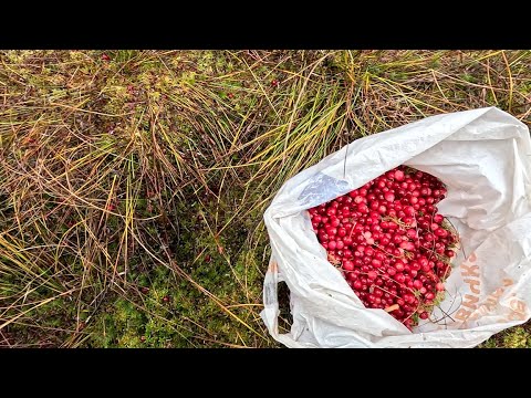 Видео: Прогулка по осінніх Карпатах