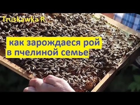 Видео: #Пчёлы на пасеке. Почему появляются роевые пчёлы. Как выкармливают роевую пчелу, и как формируется.