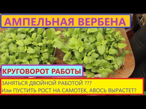 Видео: Вербена Empress Sun Red Ампельная. Как из черенка сделать шикарное кашпо? МОИ Мысли вслух...