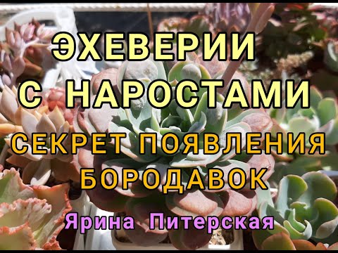 Видео: ЭХЕВЕРИИ С НАРОСТАМИ. СЕКРЕТ ПОЯВЛЕНИЯ БОРОДАВОК.