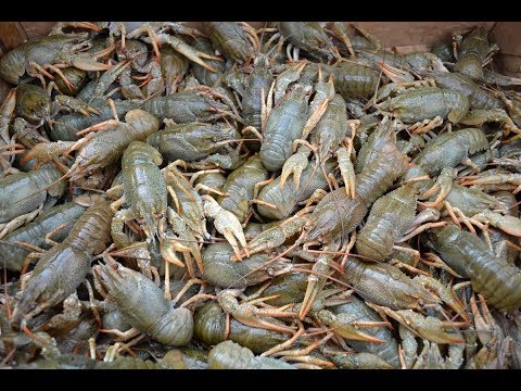 Видео: Самый необычный способ ловли раков,ловля раков на волокушу.