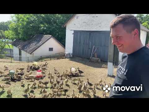 Видео: Гуси "Сіра Велика" 4 ящика гусей, для дому.