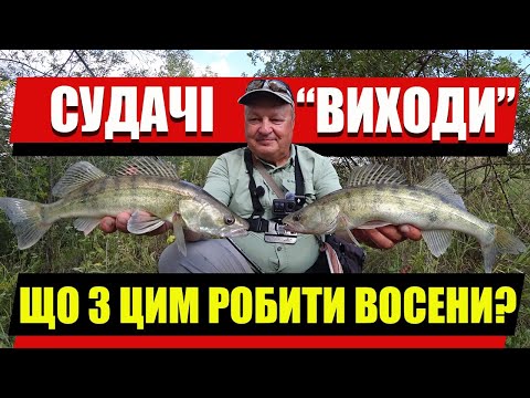 Видео: Судак восени: коли краще ловити та де шукати?