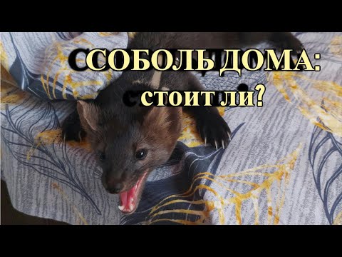 Видео: Соболь дома: Стоит ли заводить соболя?
