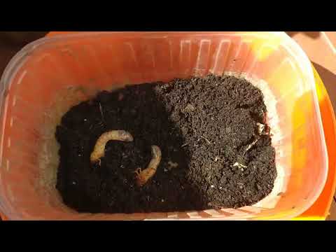 Видео: Результат испытаний препаратов от личинок ХРУЩА/ Инспиратор Антихрущ/ Эксперимент на гробаках