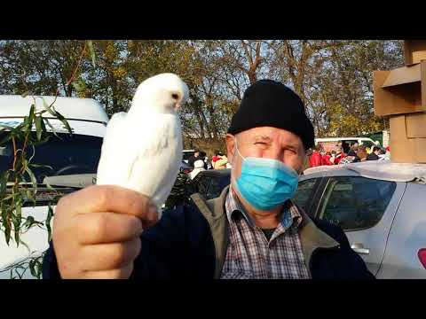 Видео: Богатый птичий рынок [31.10.2021] Кропоткин - 1 серия.