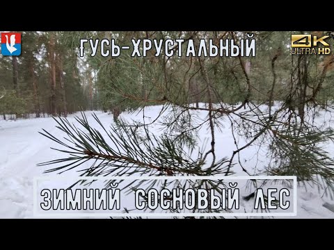 Видео: Прогулка в зимнем сосновом лесу  / лес зимой в 4К / Walk through the forest in winter in 4K