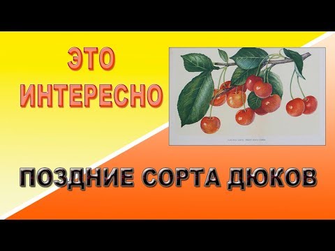 Видео: Поздние сорта дюков