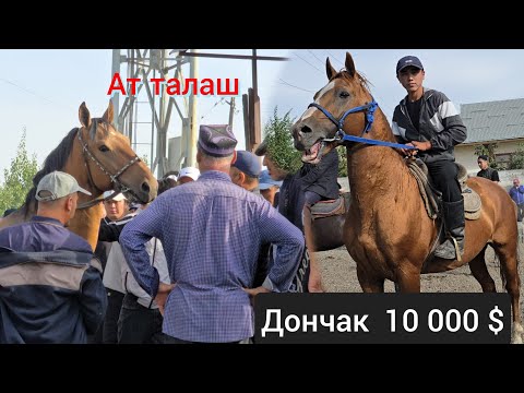 Видео: НООКАТ ЖЫЛКЫ БАЗАРДА  ДОНЧАК  АТТАР  10 миң Долларга баа болду
