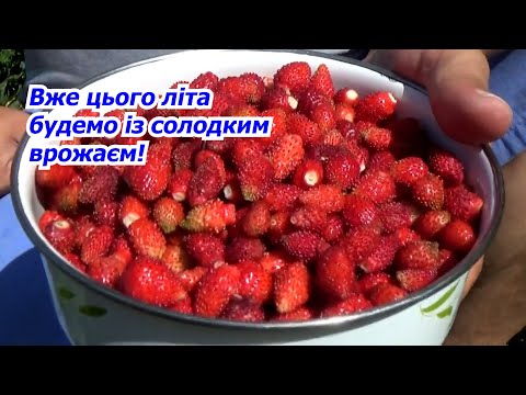 Видео: Сіємо суницю садову- найлегший спосіб вирощування смачних ягід!