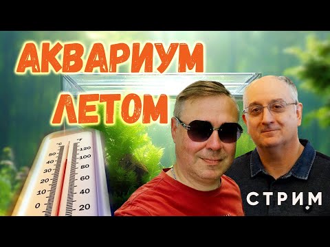 Видео: Аквариум летом. Что надо знать. Стрим