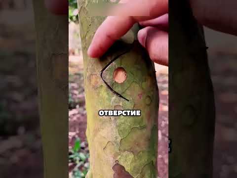 Видео: Как легко привить дерево?👍 #дача #сад #shorts