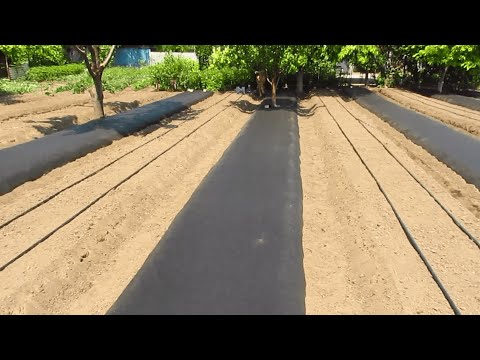 Видео: Делаем грядки под клубнику (06.07.2022). Клубника на Черном агроволокне!