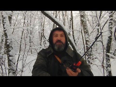 Видео: НАТАСКА ЛАЙКИ по ПУШНИНЕ/КИЛОМЕТРЫ ЛЕСА И ПО НУЛЯМ/