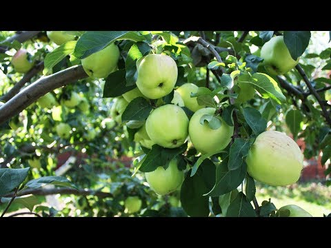 Видео: Экспресс метод подкормки яблони