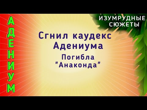 Видео: Адениум  Замёрз| Сгнил Корень и Каудекс Адениума на подоконнике.