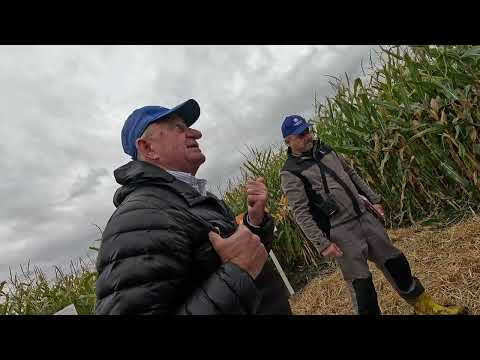 Видео: День поля PIONEER: Захист кукурудзи Corteva та результати живлення YaraMila (Частина 3)