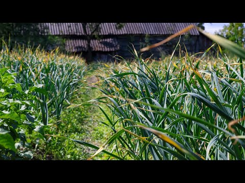 Видео: 10 Поширених запитань у вирощуванні часнику на Продаж