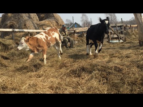 Видео: Где взять хорошую корову? Вырастить! Кошка-наседка и охота на пчёл ))))