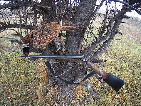 Видео: Октябрь: куропатки, фазан и веселый грибник
