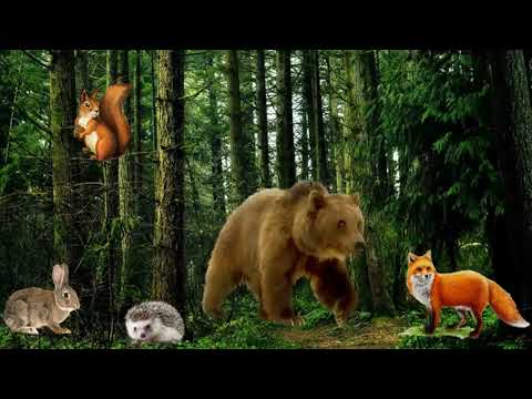 Видео: Ознайомлення з природним довкіллям "Хто в лісі живе"