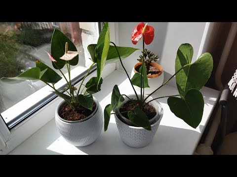 Видео: КАК УХАЖИВАТЬ ЗА АНТУРИУМОМ В ДОМАШНИХ УСЛОВИЯХ