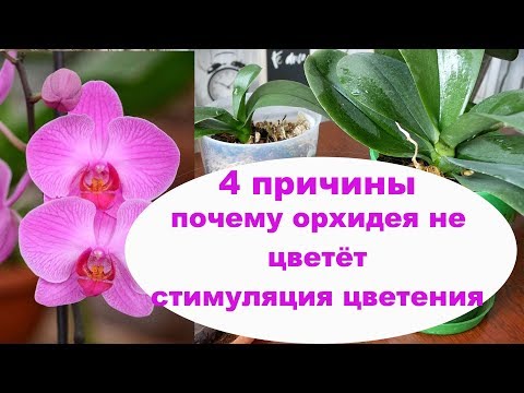 Видео: 4 ПРИЧИНЫ ПОЧЕМУ НЕ ЦВЕТЁТ ОРХИДЕЯ как Заставить цвести Орхидею СТИМУЛЯЦИЯ цветения