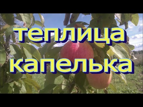 Видео: Теплица КАПЕЛЬКА