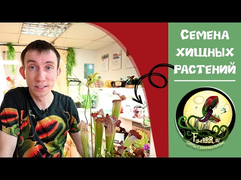 Видео: Семена хищных растений