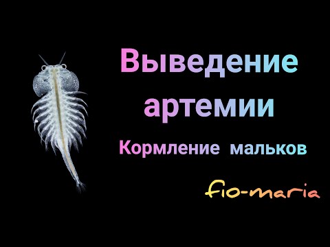 Видео: Выведение артемии. Кормление мальков НОТОБРАНХИУСА. Киллифиш. Killifish.