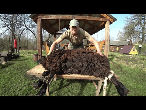 Видео: БРОСИЛ ВСЕ в ГОРОДЕ , УЕХАЛ в ЛЕС , ЖИВУ СРЕДИ ЖИВОТНЫХ. №302