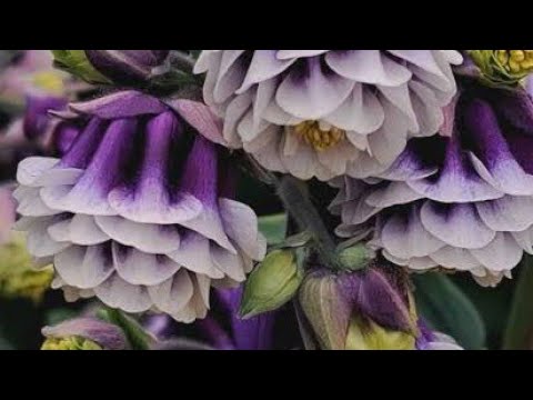 Видео: Підзимовий посів квітів,які і як?